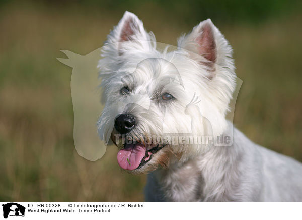 West Highland White Terrier Portrait / RR-00328