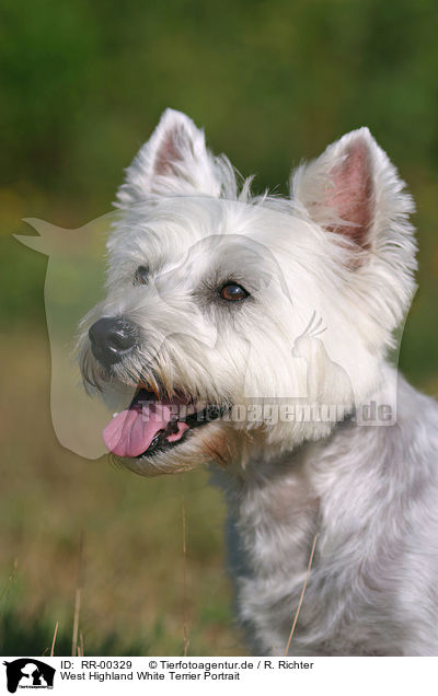 West Highland White Terrier Portrait / RR-00329