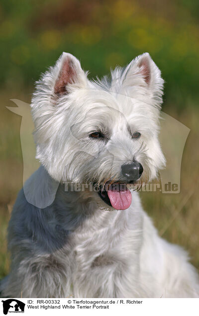 West Highland White Terrier Portrait / RR-00332