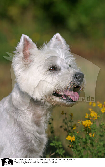 West Highland White Terrier Portrait / RR-00333
