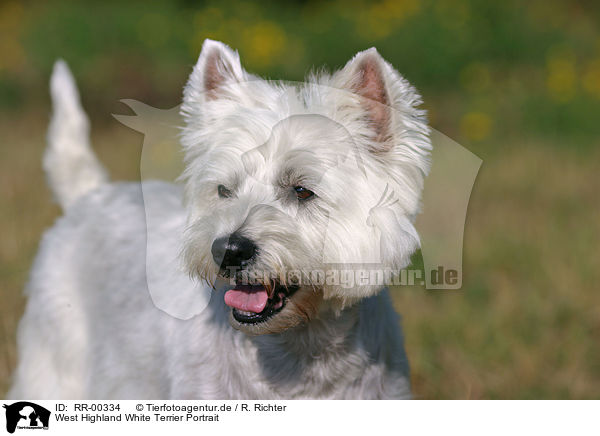 West Highland White Terrier Portrait / RR-00334