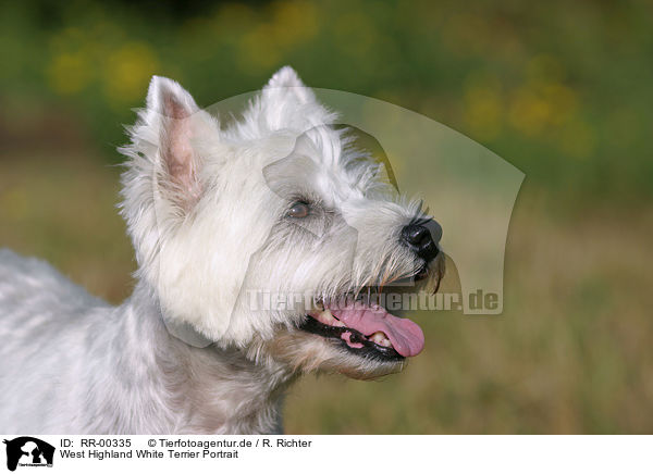 West Highland White Terrier Portrait / RR-00335