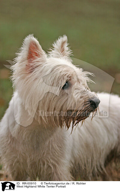 West Highland White Terrier Portrait / RR-00910