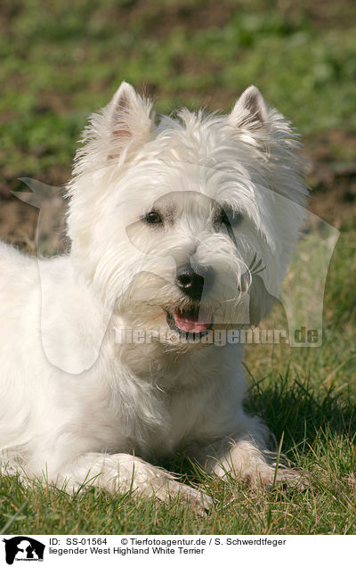 liegender West Highland White Terrier / lying West Highland White Terrier / SS-01564