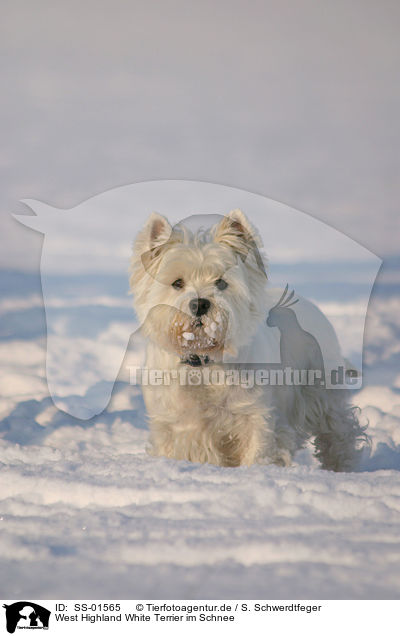 West Highland White Terrier im Schnee / West Highland White Terrier in the snow / SS-01565
