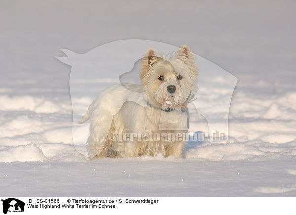 West Highland White Terrier im Schnee / SS-01566