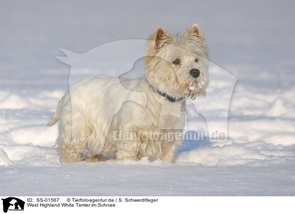 West Highland White Terrier im Schnee / SS-01567