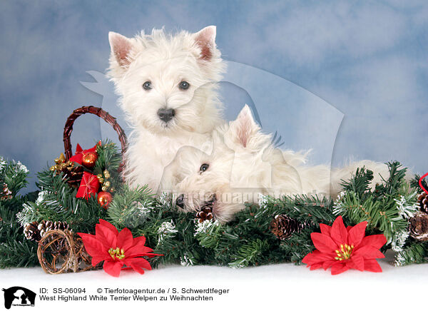 West Highland White Terrier Welpen zu Weihnachten / SS-06094