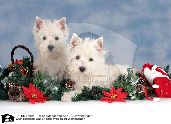 West Highland White Terrier Welpen zu Weihnachten / SS-06095