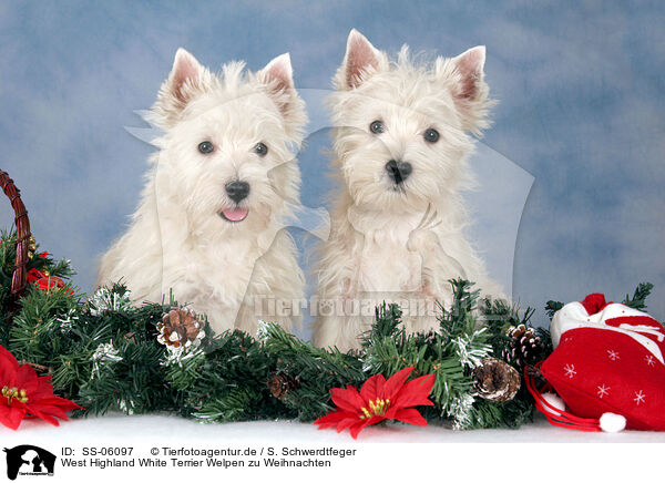 West Highland White Terrier Welpen zu Weihnachten / SS-06097