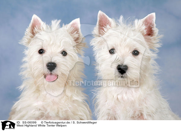West Highland White Terrier Welpen / West Highland White Terrier puppies / SS-06099
