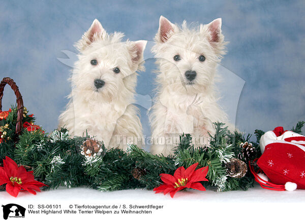 West Highland White Terrier Welpen zu Weihnachten / SS-06101