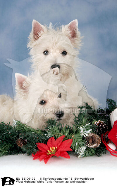 West Highland White Terrier Welpen zu Weihnachten / West Highland White Terrier puppies at christmas / SS-06102