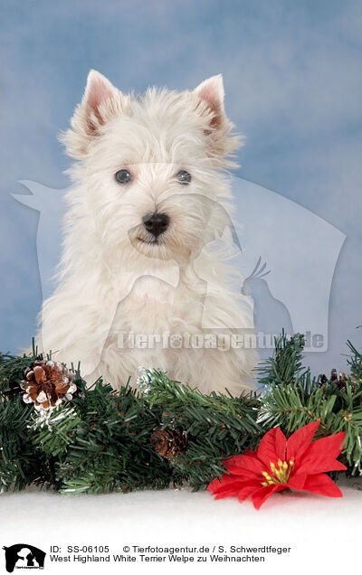 West Highland White Terrier Welpe zu Weihnachten / West Highland White Terrier puppy at christmas / SS-06105