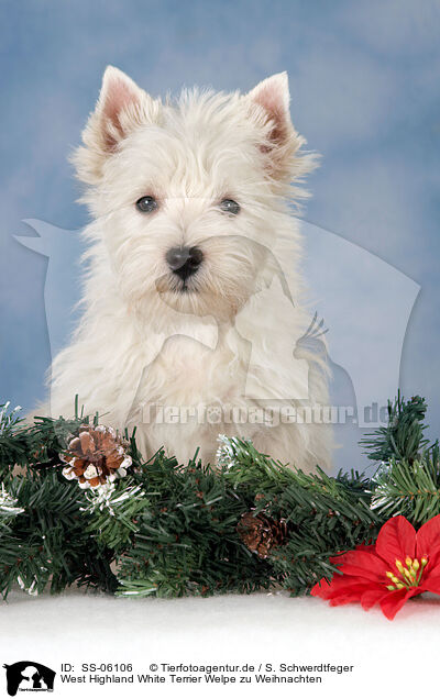 West Highland White Terrier Welpe zu Weihnachten / West Highland White Terrier puppy at christmas / SS-06106