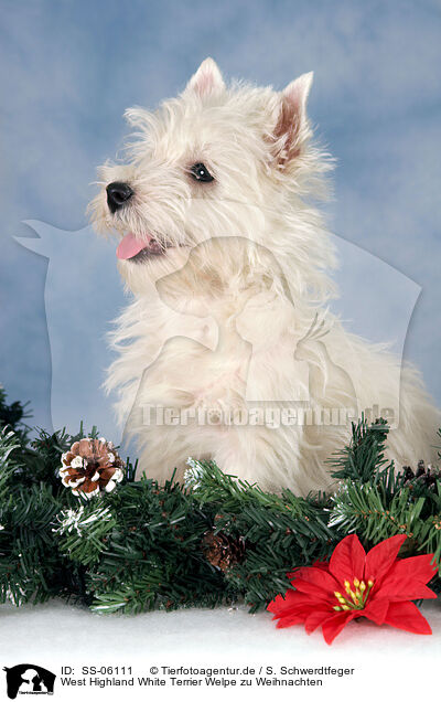 West Highland White Terrier Welpe zu Weihnachten / West Highland White Terrier puppy at christmas / SS-06111