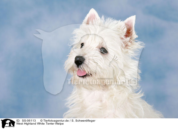 West Highland White Terrier Welpe / SS-06113