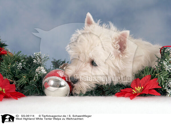 West Highland White Terrier Welpe zu Weihnachten / SS-06114