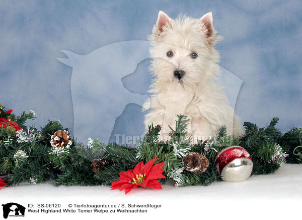 West Highland White Terrier Welpe zu Weihnachten / West Highland White Terrier puppy at christmas / SS-06120