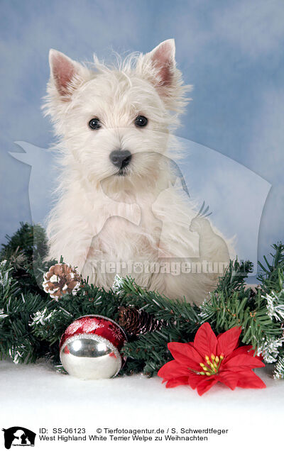 West Highland White Terrier Welpe zu Weihnachten / West Highland White Terrier puppy at christmas / SS-06123