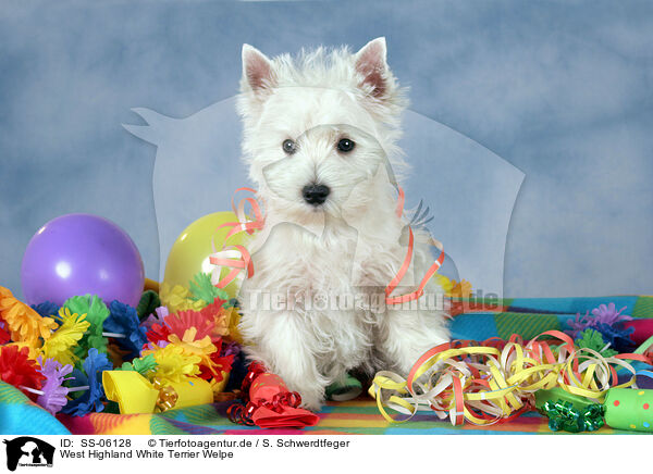 West Highland White Terrier Welpe / SS-06128