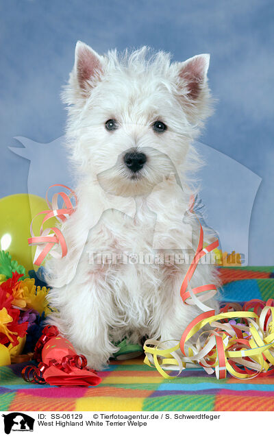West Highland White Terrier Welpe / SS-06129