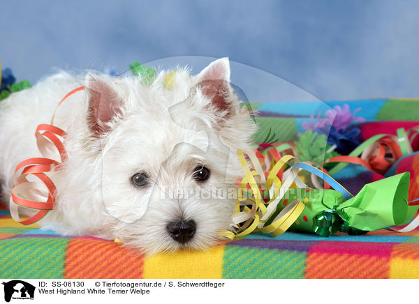 West Highland White Terrier Welpe / SS-06130