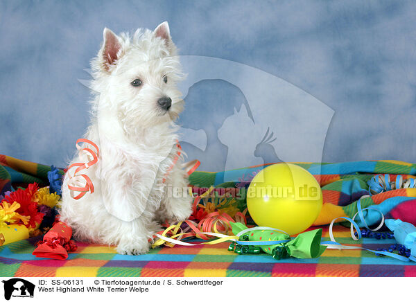 West Highland White Terrier Welpe / SS-06131