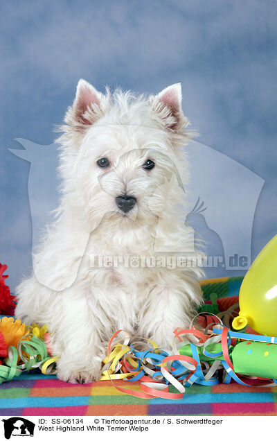 West Highland White Terrier Welpe / SS-06134
