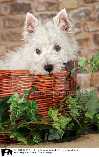 West Highland White Terrier Welpe / SS-06147