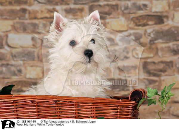 West Highland White Terrier Welpe / SS-06149