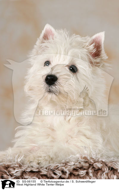 West Highland White Terrier Welpe / West Highland White Terrier puppy / SS-06155