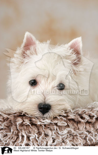 West Highland White Terrier Welpe / West Highland White Terrier puppy / SS-06157