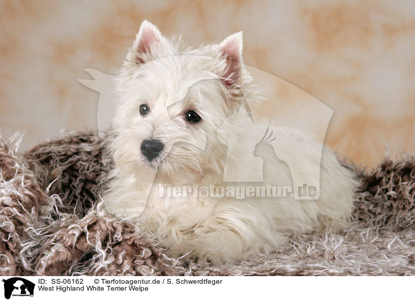 West Highland White Terrier Welpe / West Highland White Terrier puppy / SS-06162