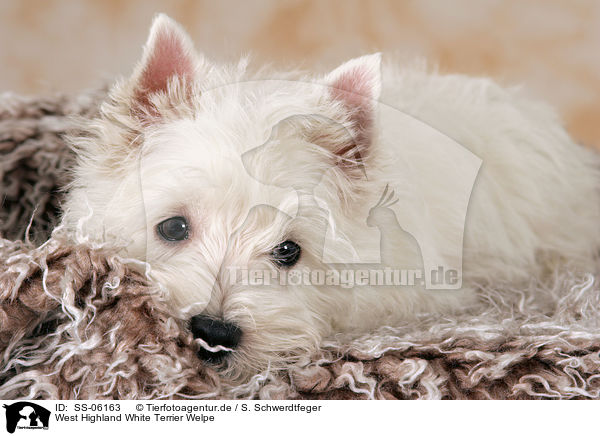 West Highland White Terrier Welpe / West Highland White Terrier puppy / SS-06163