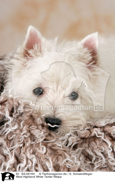 West Highland White Terrier Welpe / West Highland White Terrier puppy / SS-06164