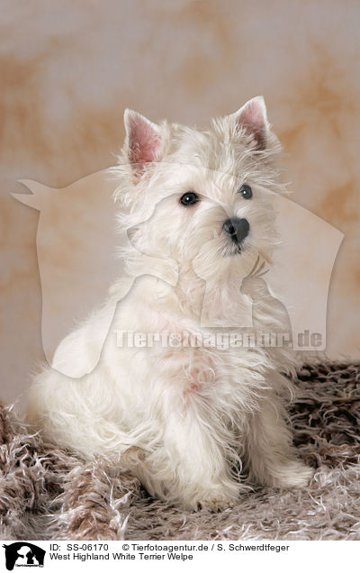 West Highland White Terrier Welpe / SS-06170