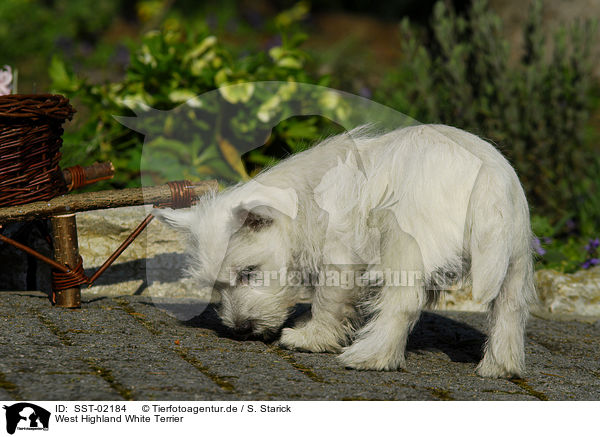West Highland White Terrier / SST-02184
