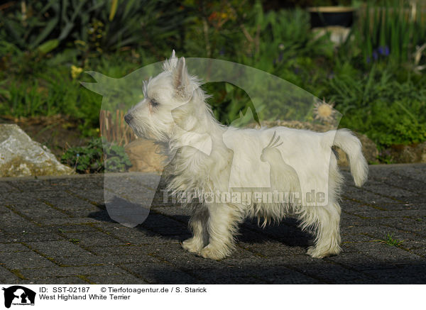 West Highland White Terrier / West Highland White Terrier / SST-02187