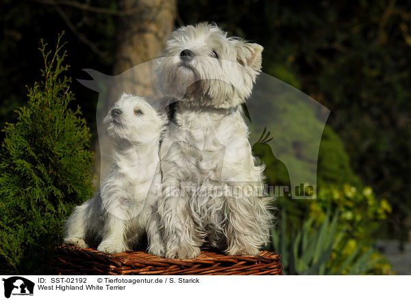 West Highland White Terrier / West Highland White Terrier / SST-02192