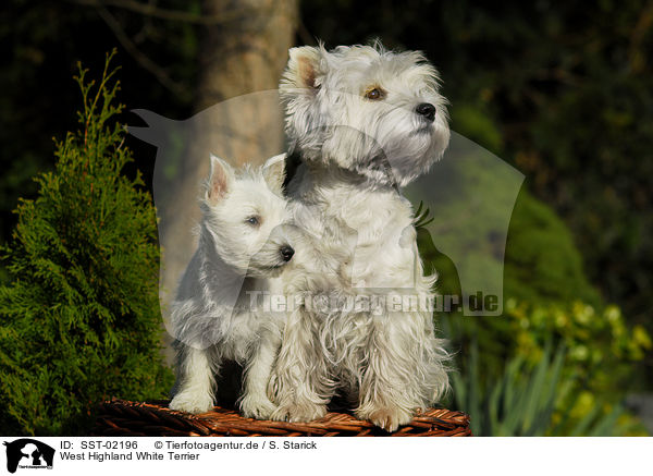 West Highland White Terrier / SST-02196