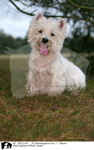 West Highland White Terrier / West Highland White Terrier / TB-01143