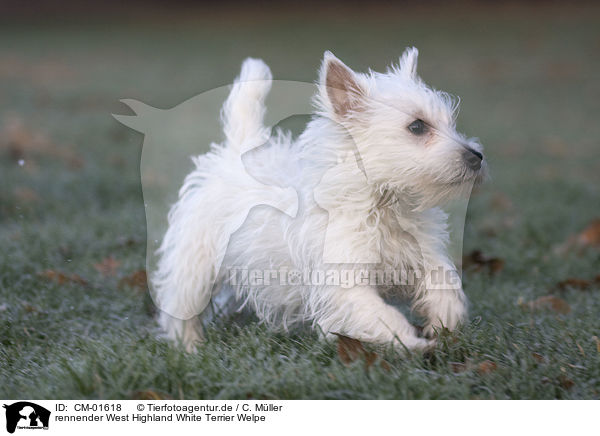 rennender West Highland White Terrier Welpe / CM-01618