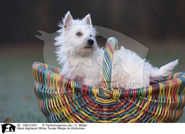 West Highland White Terrier Welpe im Krbchen / Westie puppy in basket / CM-01621