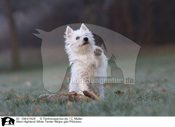 West Highland White Terrier Welpe gibt Pftchen / Westie puppy giving paw / CM-01626