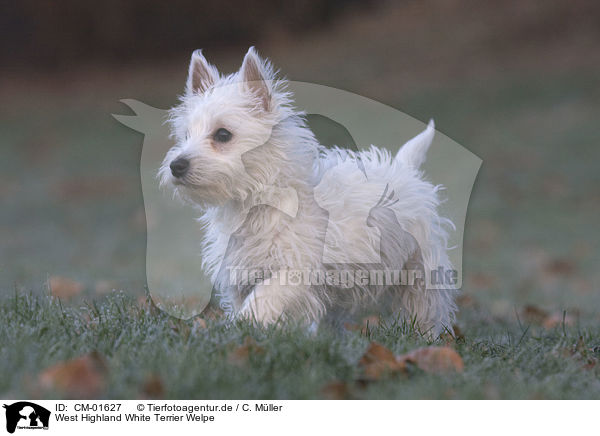 West Highland White Terrier Welpe / Westie puppy / CM-01627