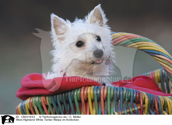 West Highland White Terrier Welpe im Krbchen / Westie puppy in basket / CM-01633