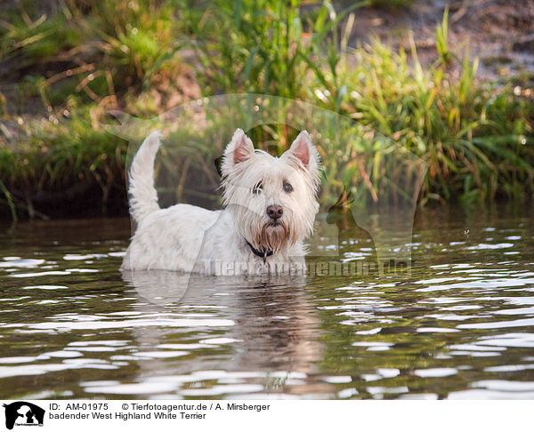 badender West Highland White Terrier / bathing West Highland White Terrier / AM-01975