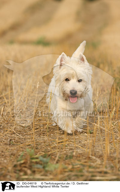 laufender West Highland White Terrier / walking West Highland White Terrier / DG-04619