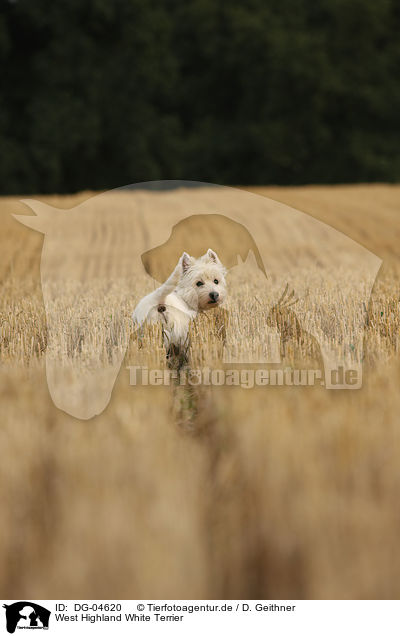 West Highland White Terrier / West Highland White Terrier / DG-04620